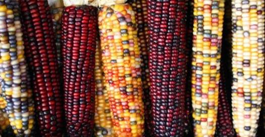 A RISCHIO LA “CLAUSOLA DI SALVAGUARDIA” CONTRO GLI OGM!! 4 ogm144 1 - A RISCHIO LA “CLAUSOLA DI SALVAGUARDIA” CONTRO GLI OGM!!