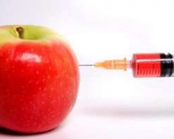 NO OGM IN ITALIA. LA SENTENZA DEL TAR DEL LAZIO 4 ogm154 1 - NO OGM IN ITALIA. LA SENTENZA DEL TAR DEL LAZIO