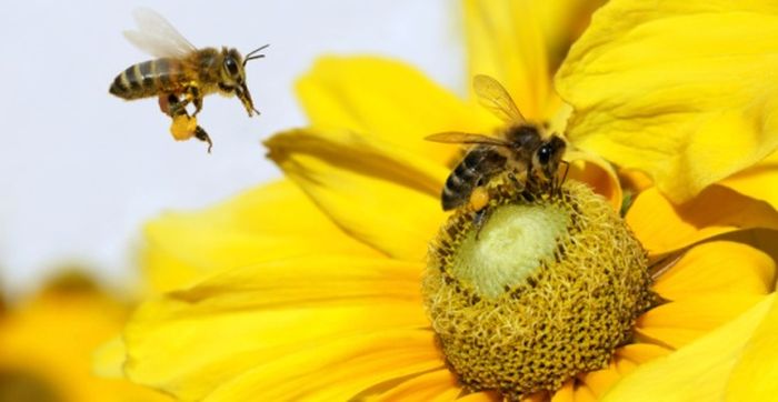 API MODIFICATE GENETICAMENTE CONTRO I PESTICIDI 4 ogm164 1 - API MODIFICATE GENETICAMENTE CONTRO I PESTICIDI