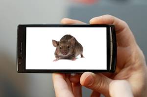 topo2 - CACCIA  IL TOPO CON LO SMARTPHONE!